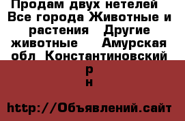 Продам двух нетелей - Все города Животные и растения » Другие животные   . Амурская обл.,Константиновский р-н